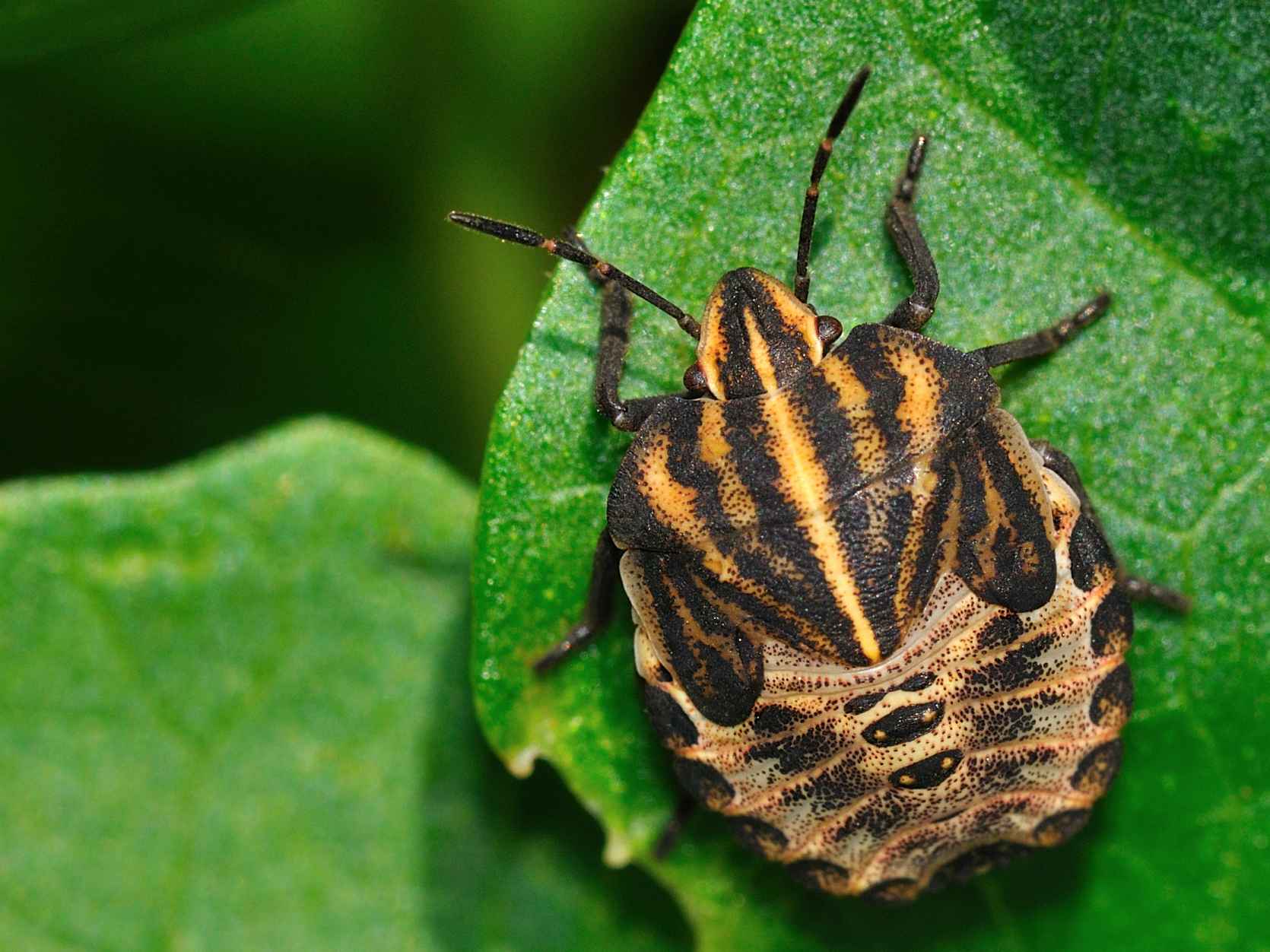 Ninfa di Eurygaster sp.?